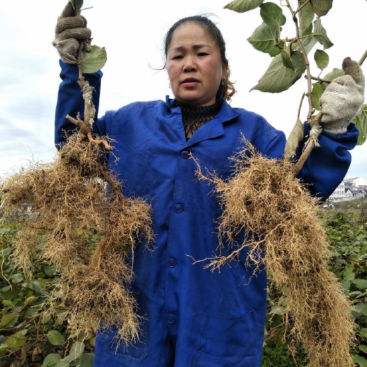 永顺县米良1号猕猴桃苗  米良1号绿心水扬桃粘木嫁接苗木质根