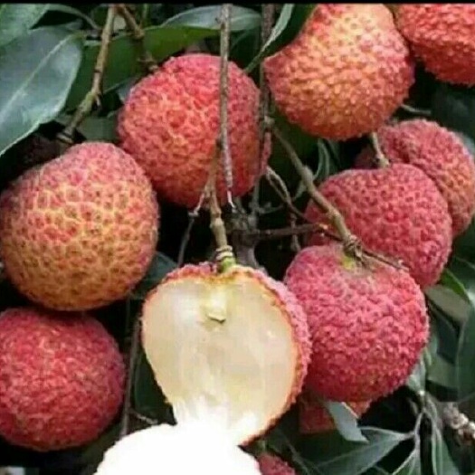 灵山县无核荔枝苗 嫁接苗 容器苗