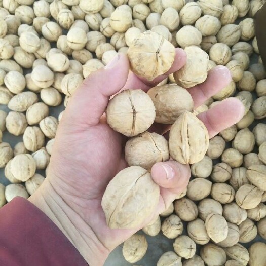 肥城市香玲核桃  核桃