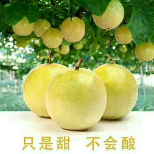 灵山县黄金百香果苗台农百香果苗果实味道却非常