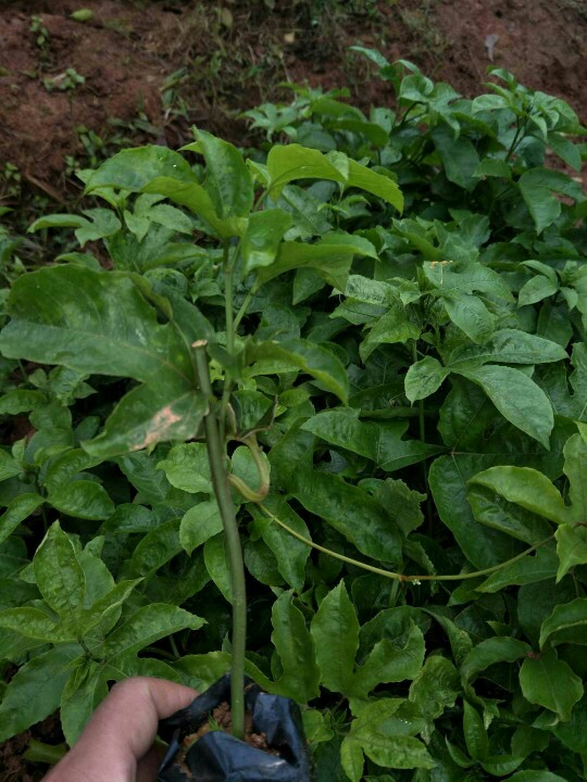 紫香一号百香果苗  台农百香果藤植物庭院楼顶盆栽可以种植，种植三至五只月开花结果
