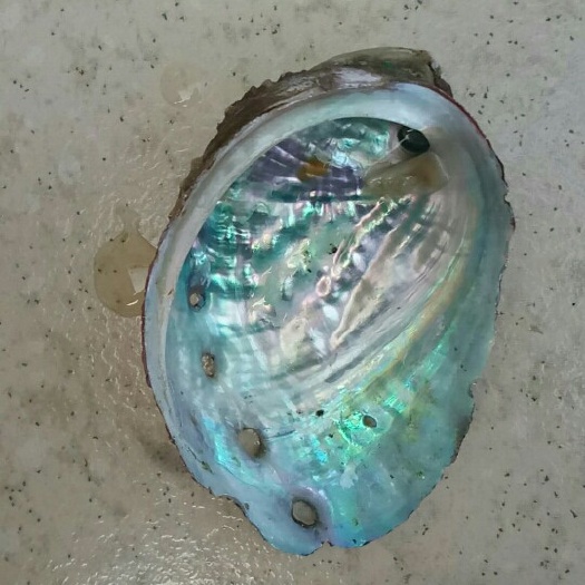 漳浦县鲍鱼壳