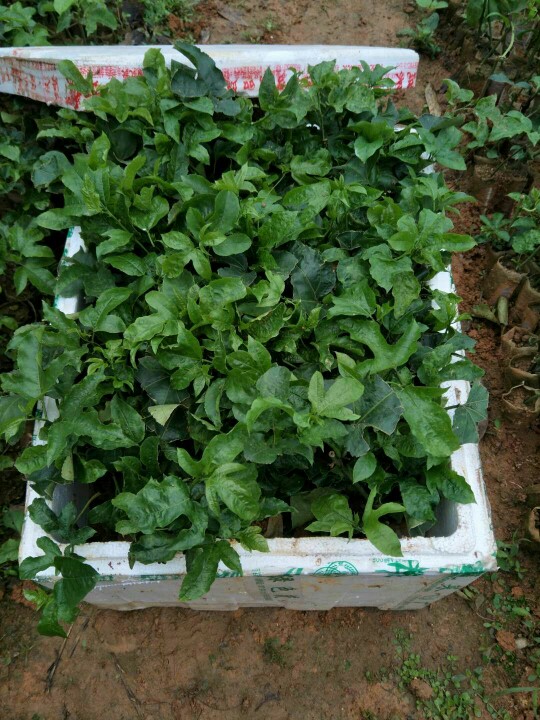 紫香一号百香果苗  台农百香果藤植物庭院楼顶盆栽可以种植，种植三至五只月开花结果