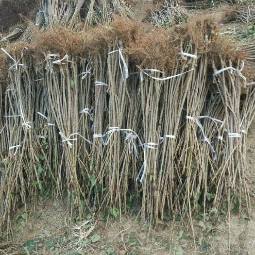 肥城市美早苗  樱桃苗，樱桃矮化树，樱桃占木，大树