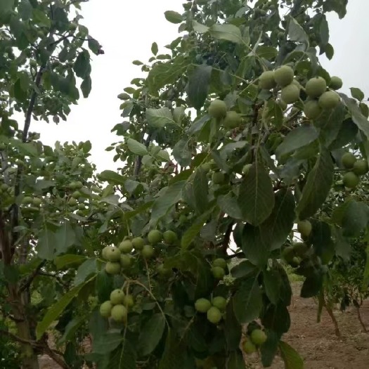阿克苏市新疆核桃 