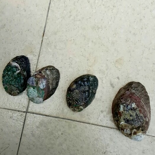 漳浦县九孔鲍 人工养殖 鲜活水产