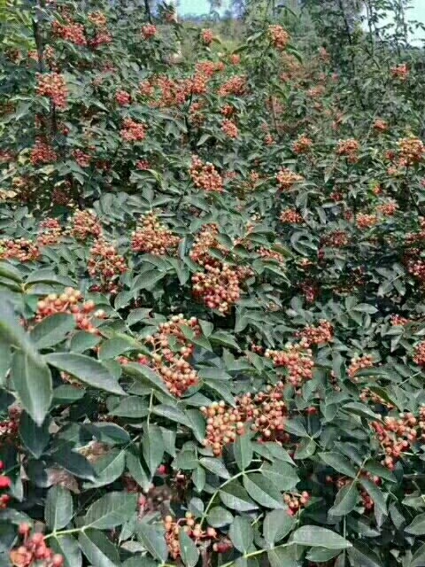 洛阳大红袍花椒苗 