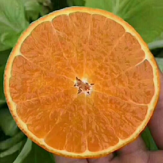 丹棱县爱媛38号 7 - 7.5cm 4两以上