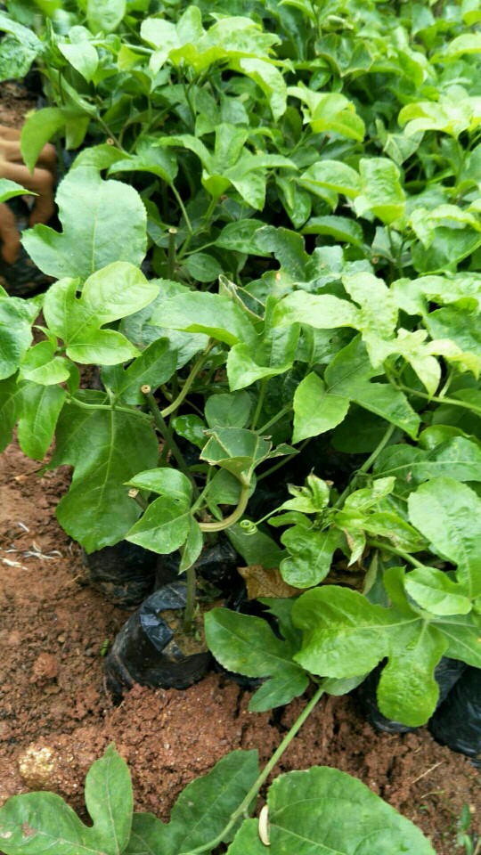 紫香一号百香果苗  台农百香果藤植物庭院楼顶盆栽可以种植，种植三至五只月开花结果