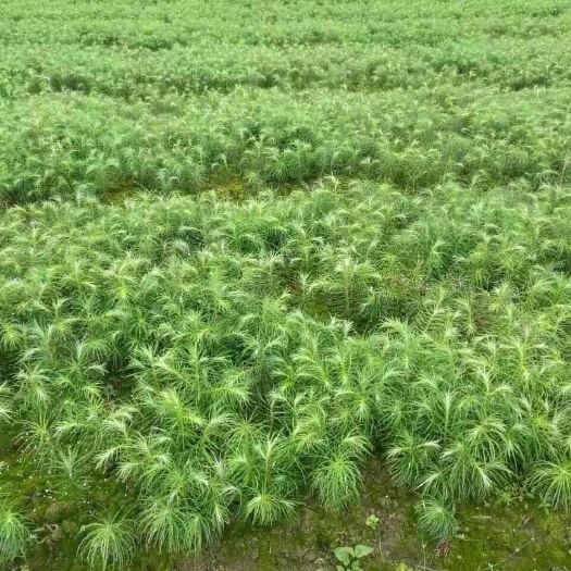 利川市杉木树苗  杉木苗，刺杉，刺杉苗，一年生杉木，高度二十公分。