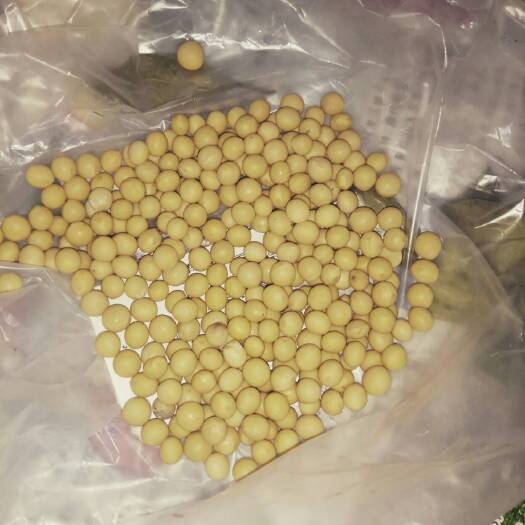嫩江市东农48 黑河43高蛋白，做豆腐的佳品