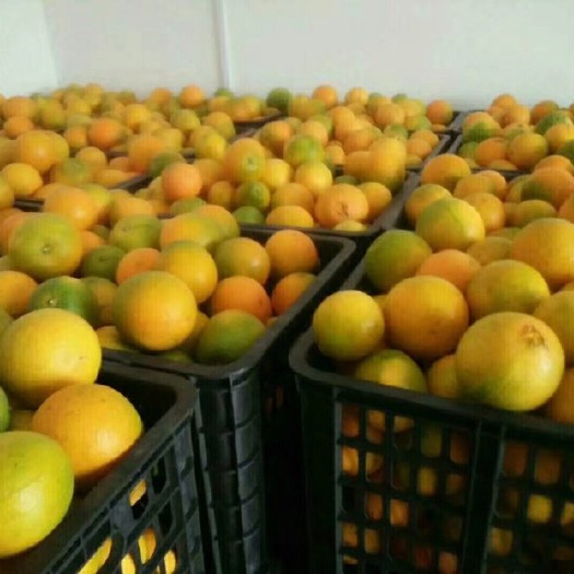 洪江市纽荷尔脐橙 75 - 80mm 4-8两