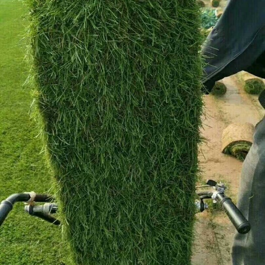 汝州市冷季性草坪 
