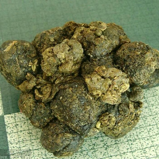 阿拉尔市蜂胶 蜂胶