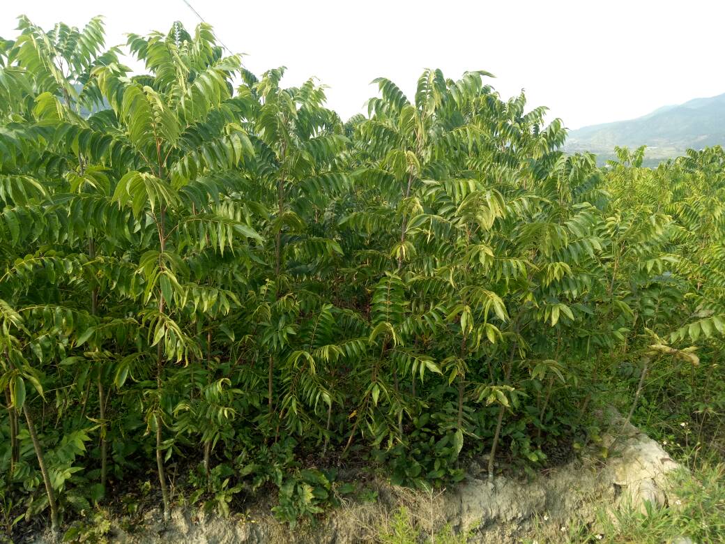 美國山核桃苗,別名碧根果苗