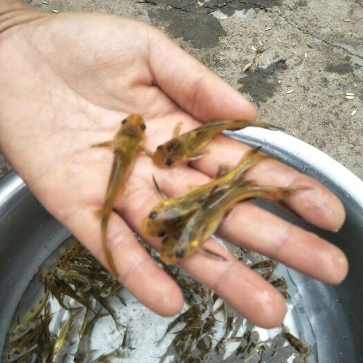 重庆市池塘黄颡鱼 人工养殖 0.05公斤