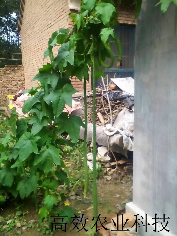 菊花种子  野菜菊花脑种子，菊花脑种苗批发