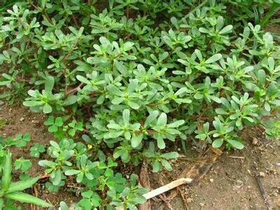 济南马齿苋  马蜂菜种子，野菜种子
