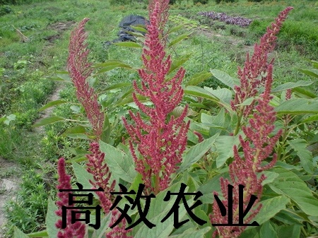野菜种子批发一雪樱子种子