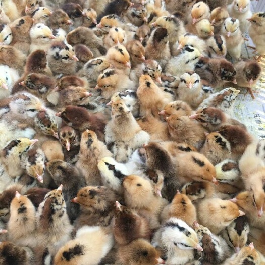 灵璧县青脚土鸡苗 