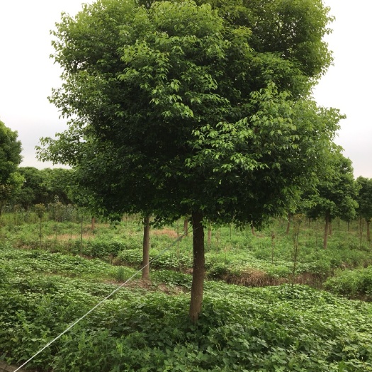 苏州全冠香樟