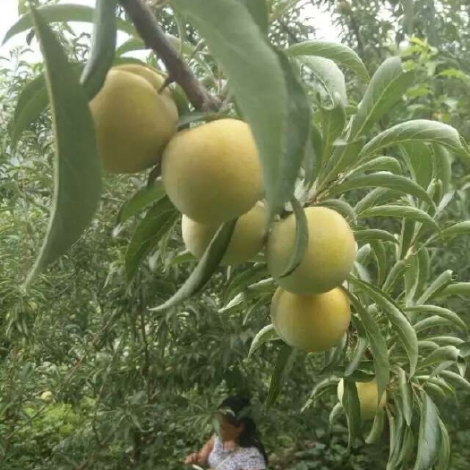 宁乡市蜂糖李树苗