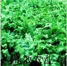 济南冬牧草种子  牧草种子 鲁梅克斯种子