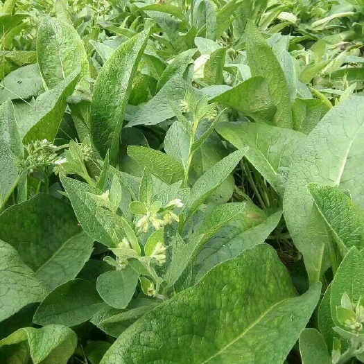 俄罗斯饲料菜种子  俄罗斯饲料菜种根 俄罗斯饲料菜种根基地批