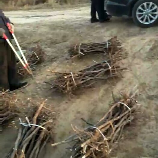 滨州冬枣树苗  冬枣发源地产地直销
