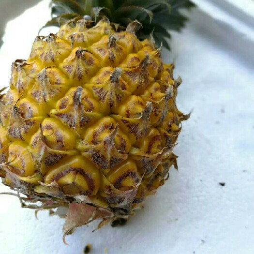 泰国小菠萝 1 - 1.5斤 
