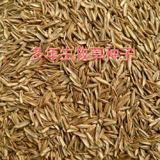 济南黑种草种子  多年生牧草种子 黑麦草种子