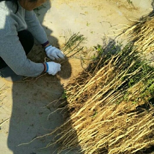 苍溪县种植枳壳苗