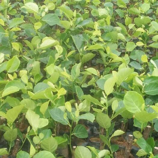 灵山县马来西亚一号菠萝蜜苗 