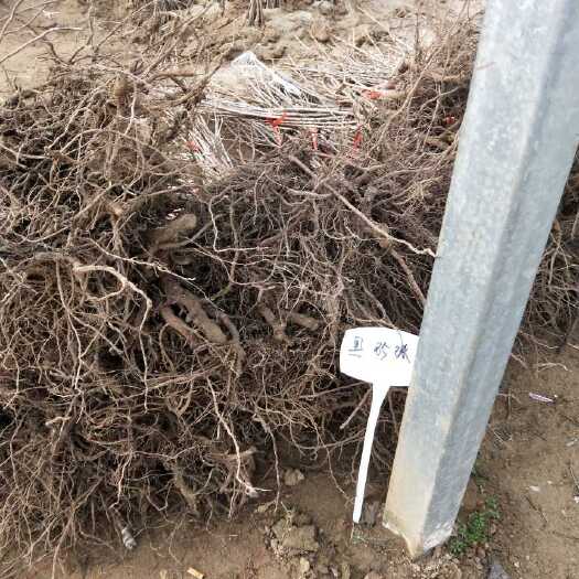 泰安黑珍珠苗
