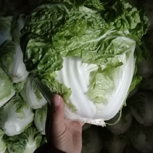 黄心大白菜  白菜，东京七号，八六八，新乡小包