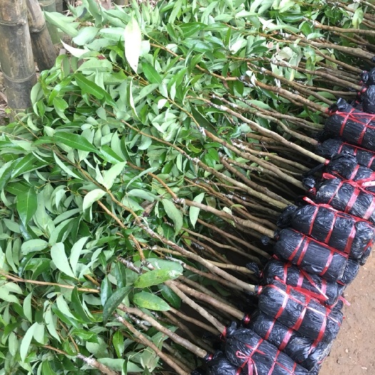 灵山县无核荔枝苗 
