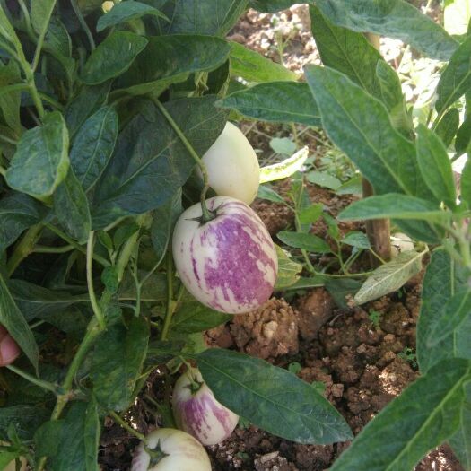 昌宁县花果 2 - 3两以上