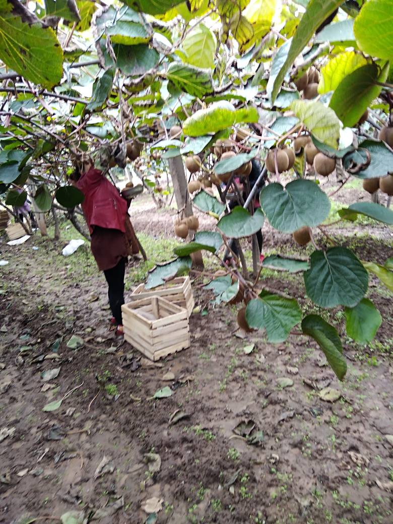 海沃德猕猴桃 100~120克