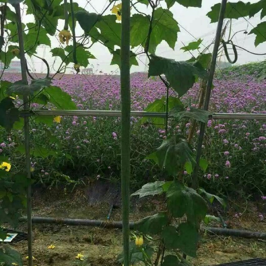 济南丝瓜种子  观赏长， 观赏食用长