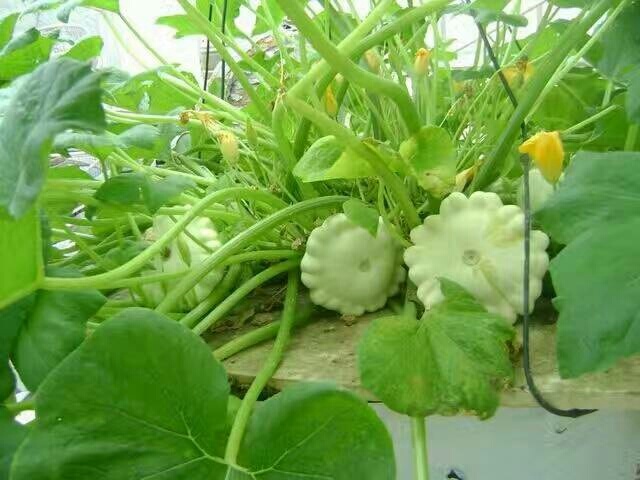 观赏玩具南瓜种子，变色瓜种子