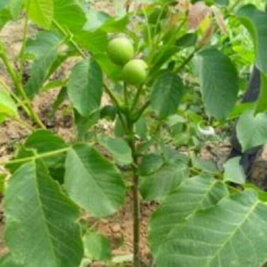 泰安薄皮核桃苗 8518核桃苗 产地直供免费提供种植技术
