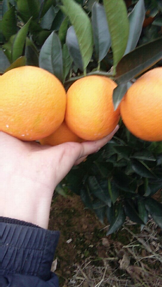 汉寿县埃及糖橙，产地直供，纯甜！！！
