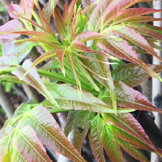 泰安红油香椿  大量供应香椿芽，保证质量，诚信供应，欢迎定购