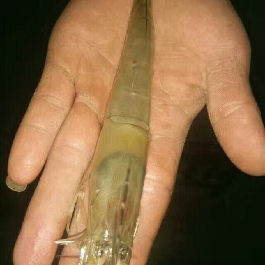 连云港南美白对虾 人工养殖 3-5钱