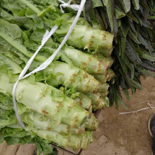 芜湖红叶香莴苣  长江中下游为一场红莴笋的地方