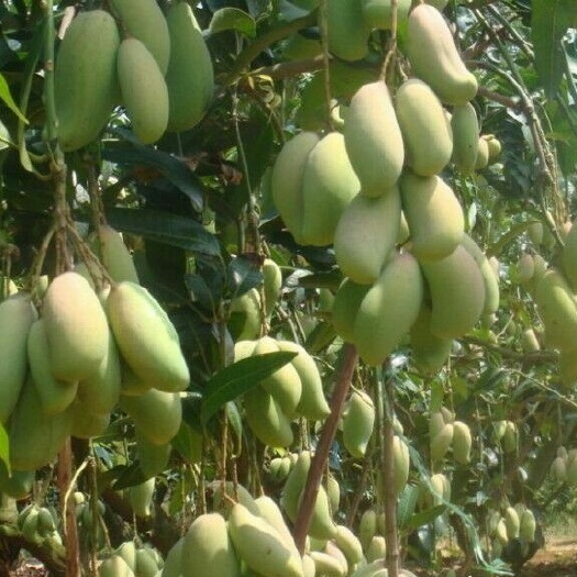 金煌芒果苗  销量好 产量高果子七八成熟可吃