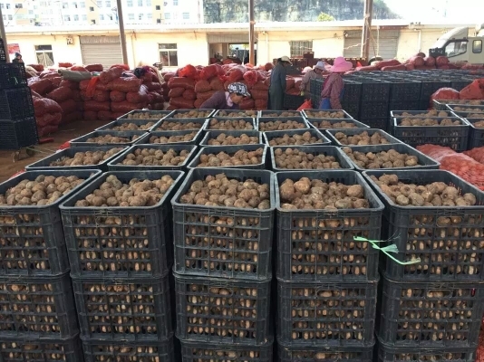 花魔芋 提供技术包回收 支持全国包邮周边专车送货