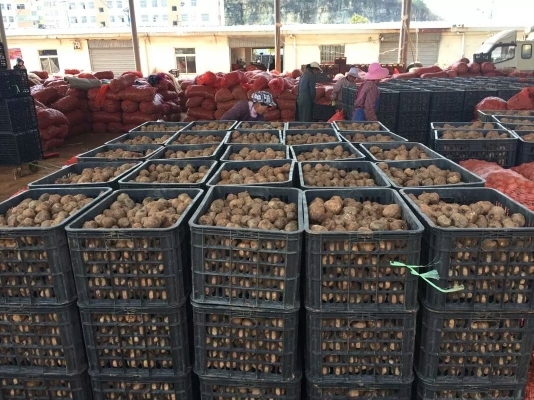富源县花魔芋 提供技术包回收 支持全国包邮周边专车送货