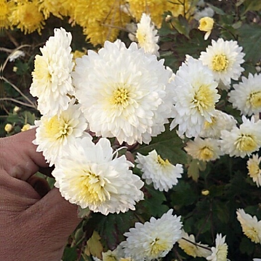 夏邑县金丝皇菊苗