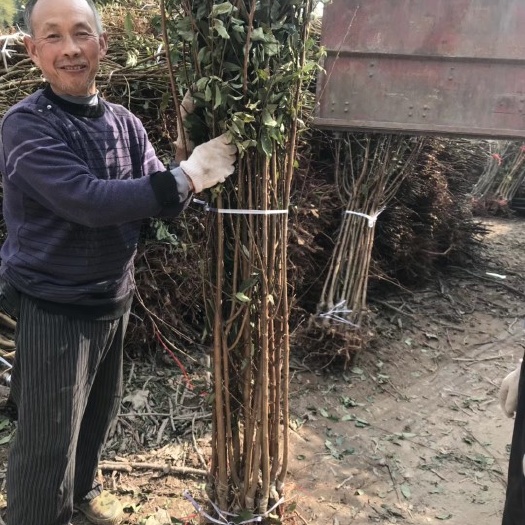 简阳市青李子苗 